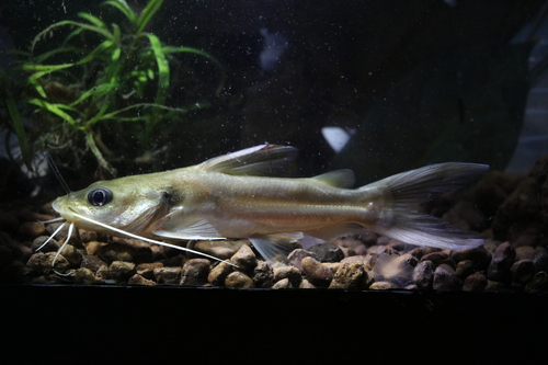 Widehead catfish (Clarotes laticeps) — Claroteidae — 4