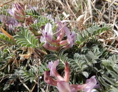 Astragalus plattensis