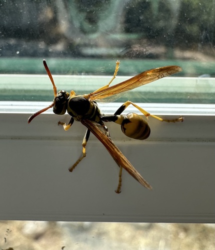 iNaturalist observation photo of Western Paper Wasp
