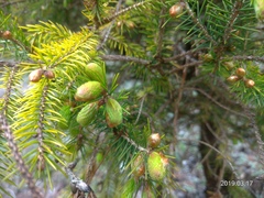 Picea morrisonicola