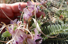 Astragalus plattensis