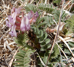 Astragalus plattensis