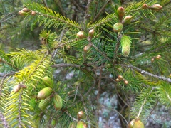 Picea morrisonicola