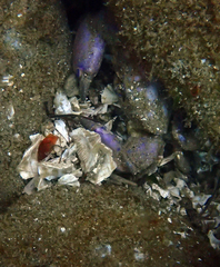 Lophopanopeus bellus