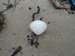 Mactra stultorum