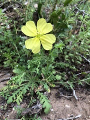 Oenothera grandis