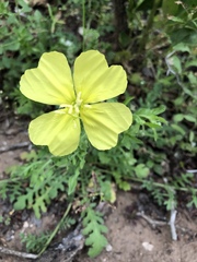 Oenothera grandis