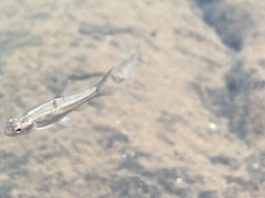 Treur River Barb photo 3