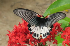 Papilio memnon agenor
