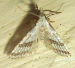 Alucitoidea