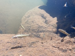 Treur River Barb photo 4