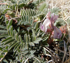 Astragalus plattensis