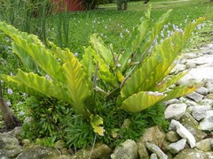 Anthurium schlechtendalii