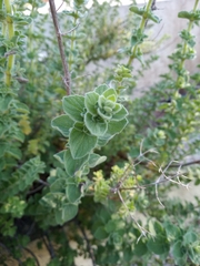 Origanum onites