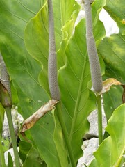 Anthurium schlechtendalii