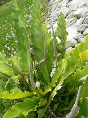 Anthurium schlechtendalii