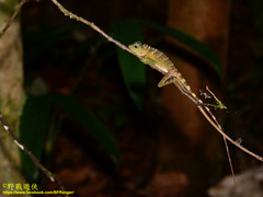 Gonocephalus bornensis