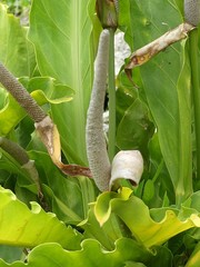 Anthurium schlechtendalii