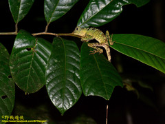 Gonocephalus bornensis