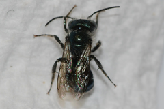 Osmia atriventris