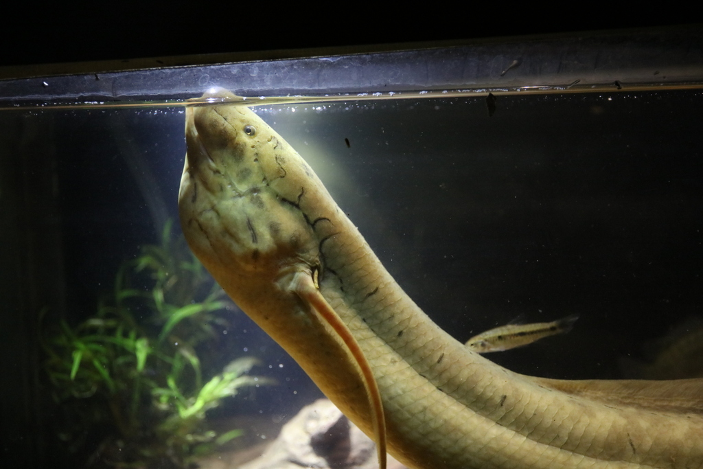 African Lungfishes