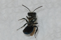 Osmia atriventris