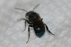 Osmia atriventris