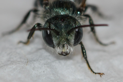 Osmia atriventris