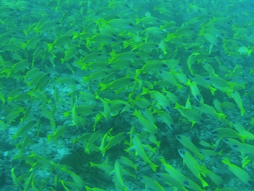 Five lined snapper
