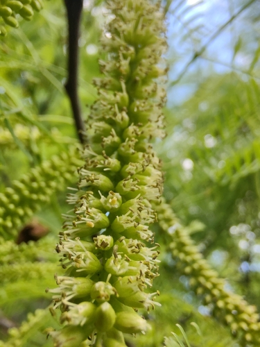 Image of Neltuma alba by no rights reserved
