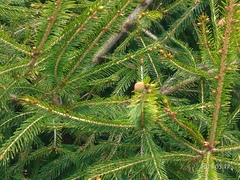 Picea morrisonicola