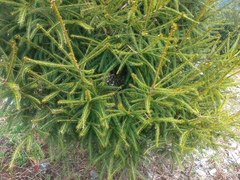 Picea morrisonicola