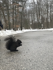 Sciurus carolinensis