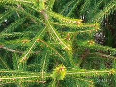Picea morrisonicola