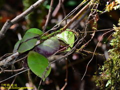 Hoya