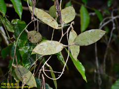 Hoya