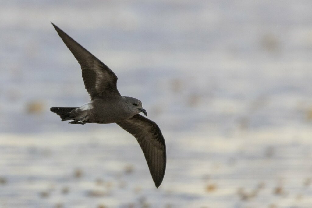 Leach's storm-petrel in flight over water, wings spread, with a pale patch at the base of the tail