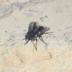 Periscepsia carbonaria