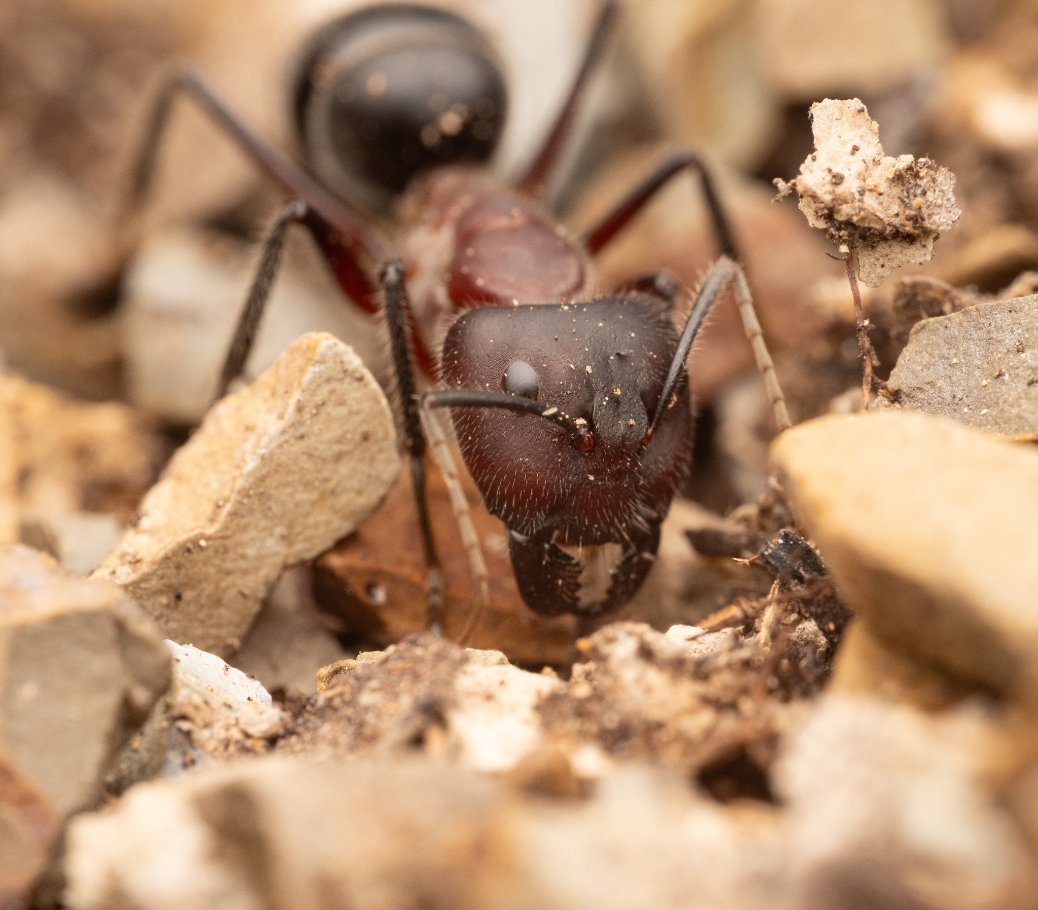Camponotus intrepidus bellicosus
