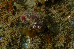 Glebocarcinus oregonensis