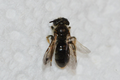 Panurginus polytrichus