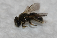 Panurginus polytrichus