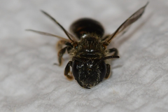 Panurginus polytrichus