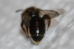 Panurginus polytrichus