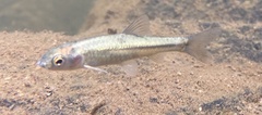 Treur River Barb photo 2