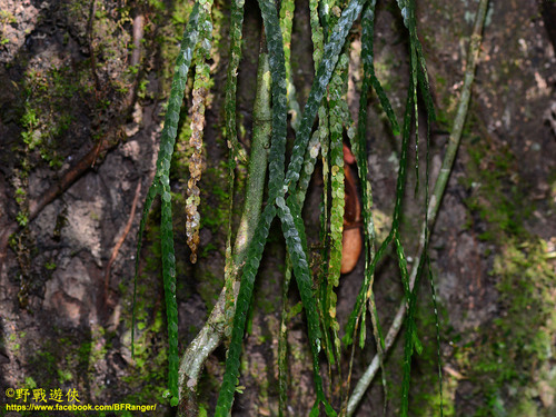 Phlegmariurus nummulariifolius observed 2019-02-27
