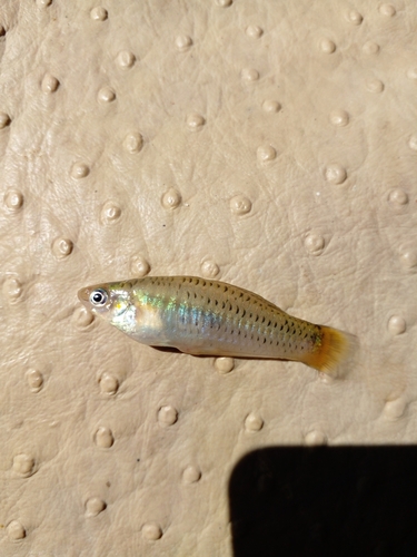 Jones' muskietvis (Heterandria jonesii) — Poeciliidae — 5