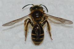 Andrena violae