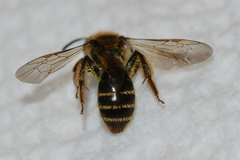 Andrena violae