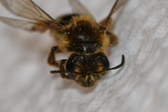 Andrena violae